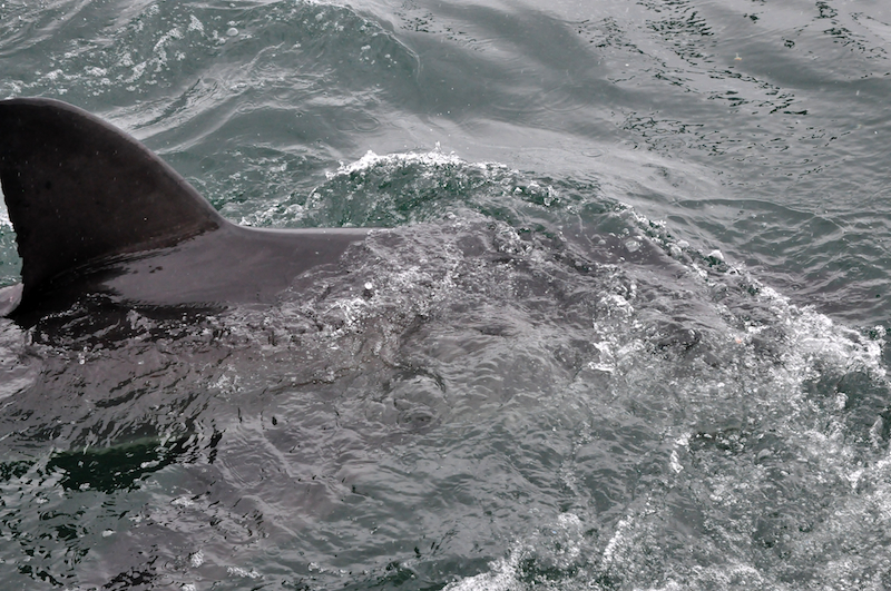 Melanie Heinrich Travel images Capetown -Shark diving Africa